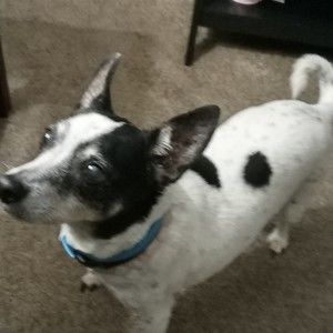 Meet your Posher, Paul